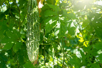 Growing Bitter Gourd on the tree in summer.