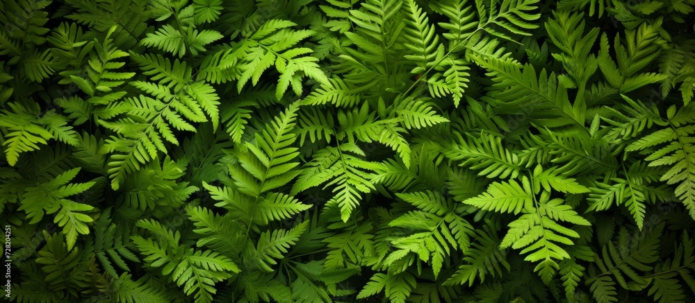 Poster green background with natural pattern of ferns - a serene green background with a beautifully intric