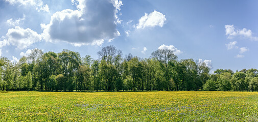green park landscape. deciduous trees with fresh green foliage at spring time. sunny day. panoramic view.