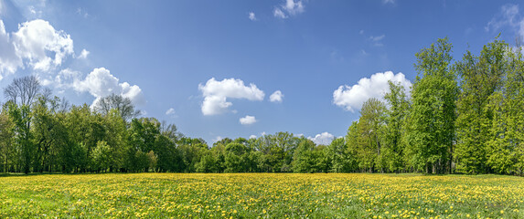 panoramic spring landscape. trees on green lawn, covered with dandelions under blue sky.