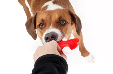Happy dog playing with owner tug-of-war with toy. Playful cute brown puppy dog pulling on squeaky...