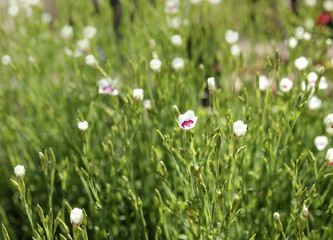 Obraz na płótnie Canvas China Pink growing in garden. Ornamental summer garden background. Flower with white and pink fringed petals. Also known as Dianthus chinensis, Chinese Pink or Indian Pink. Selective focus in center.