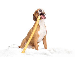 Happy dog chewing rawhide chew stick while sitting. Cute puppy dog eating long basted rawhide stick...