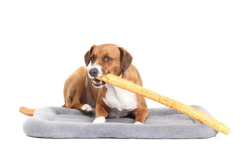 Happy dog chewing rawhide chew stick while lying on dog bed. Cute puppy dog eating long basted...