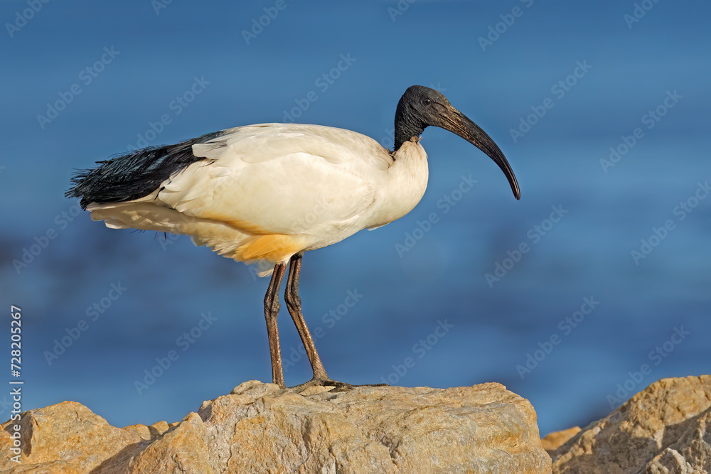 Canvas Prints an african sacred ibis (threskiornis aethiopicus) perched on a rock, south africa.