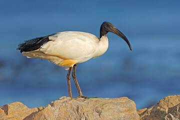 An African sacred Ibis (Threskiornis aethiopicus) perched on a rock, South Africa.