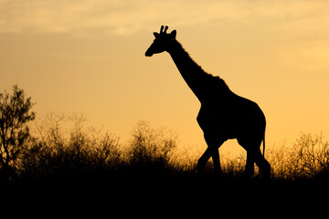 Giraffe (Giraffa camelopardalis) silhouetted against an orange sky, Kalahari desert, South Africa.