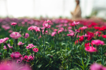 Flowers in the greenhouse,Flowers are blooming in the greenhouse.