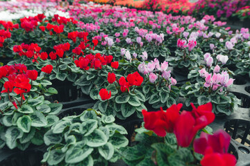 Flowers in the greenhouse,Crop shots of beautiful, brightly colored flowers in the greenhouse.