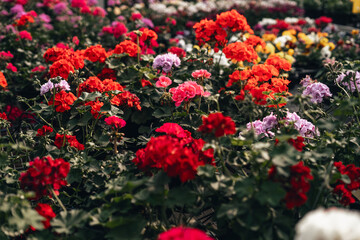 Fototapeta na wymiar Flowers in the greenhouse,Crop shots of beautiful, brightly colored flowers in the greenhouse.
