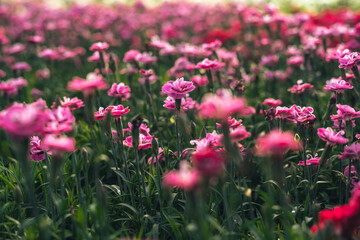 Flowers in the greenhouse,Flower garden pattern in a spring greenhouse