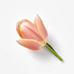 Elegance in Bloom, Tulip on White