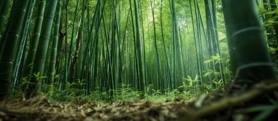 Discover the Enchanting Beauty of a Majestic Bamboo Forest: A Journey Through a Beautiful Bamboo Forest