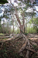 tree in the forest