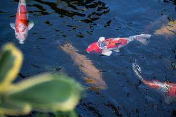 Colorful crap fish or koi fish swimming in water pond. Animal portrait close-up and selective focus...