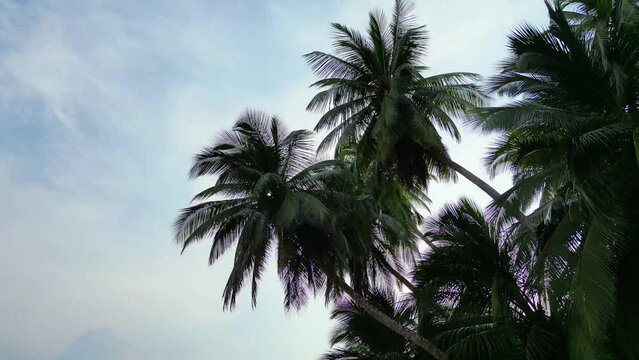 Seen from below and pointing upwards, the beautiful view of palm trees with the sky as a background