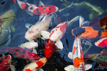 Colorful crap fish or koi fish swimming in water pond. Animal portrait close-up and selective focus...