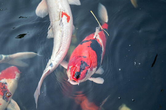 Colorful crap fish or koi fish swimming in water pond. Animal portrait close-up and selective focus photo.