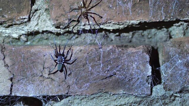 Male and female Southern crevice spider mating at night on a garden wall,