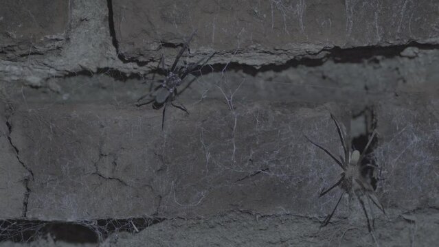 Male and female Southern crevice spider on a wall at night after mating.