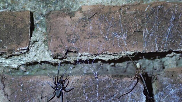 Male and female Southern crevice spider on a wall at night after mating.