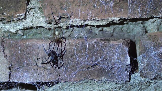 Male and female Southern crevice spider mating on a wall at night.
