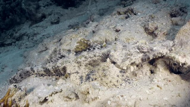 A tropical reef fish Crocodile Flathead (Cymbacephalus beauforti) hiding in sand at the bottom of the sea.