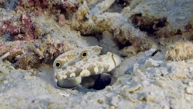 A little fish Signal Goby (Signigobius biocellatus) looking for predators by moving up and down at the reef bottom.