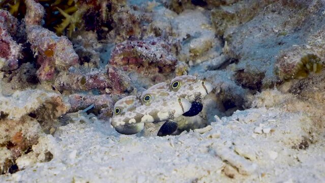 Two little fish Signal Goby (Signigobius biocellatus) looking for predators by moving up and down at the reef bottom.