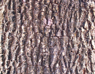 Tamarind tree bark background pattern. Abstract texture. Photo brown, grey tree bark arranged in...