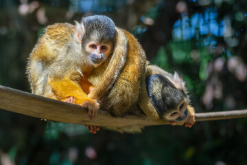 Bolivian Squirrel Monkeys