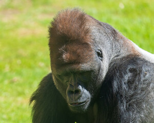 Male Silverback Western Low Land Gorilla