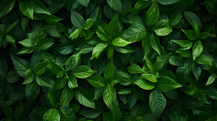 Green foliage texture