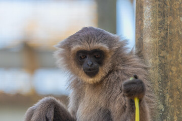 Silvery Gibbon
