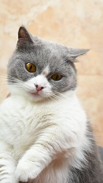 a cute british shorthair cat with different funny hand drawn emojis or expressions at vertical composition