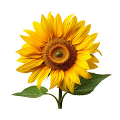 Plant of sunflower isolated on transparent PNG background, Generative ai