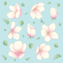 Spring flowers, blossom, white-pink apple tree flowers, sakura, cherry blossoms on blue background. Set spring blossom - bunches white-pink apple tree, sakura, cherry blossoms flowers, close-up bloom.