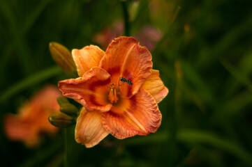 orange poppy flower