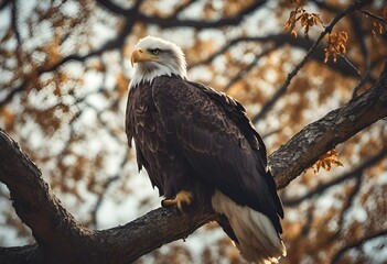 a bald eagle sits in a tree near trees with leaves