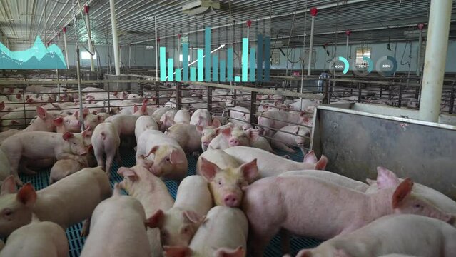 Pigs in a smart factory farm with digital tracking; data bars indicate health and growth stats. Hog and swine industry. Animals in cramped cages raised for meat. Animated graphs.