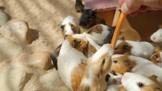 Group of Adorable Domestic Guinea Pigs (Cavia porcellus) Fighting for Carrot at Petting Farm