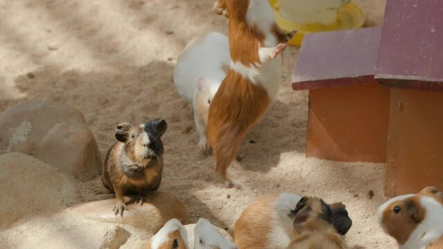 Hungry Domestic Guinea Pig Bites Carrot Stick and Being Lifted Up in the Air By Person in Slow Motion