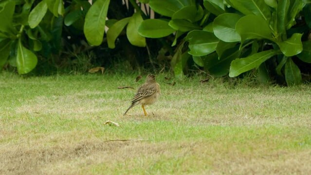 Paddyfield Pipit or Oriental Pipit (Anthus rufulus) Grooming Shaking Feathers and Flies Up from Grassy Lawn