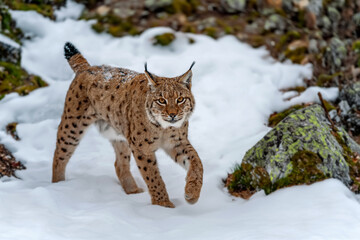 Closeup Adult Lynx in cold time. Bobcat snow in wild winter nature