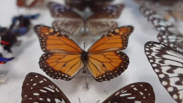 Butterfly collection. collection of butterflies of various species