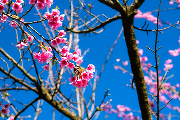 tree blossom