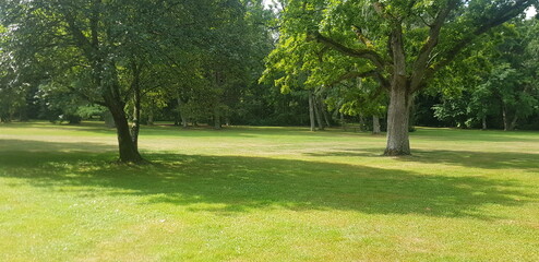 Obraz premium trees in the park