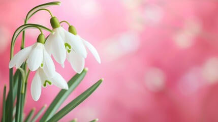 snowdrops on a pink background with space for text.