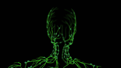 Human Lymphatic System Anatomy Animation