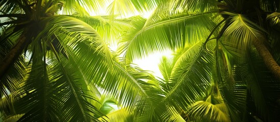 Fototapeta premium Lush and Vibrant: Bright Green Coconut Tree Texture on Background